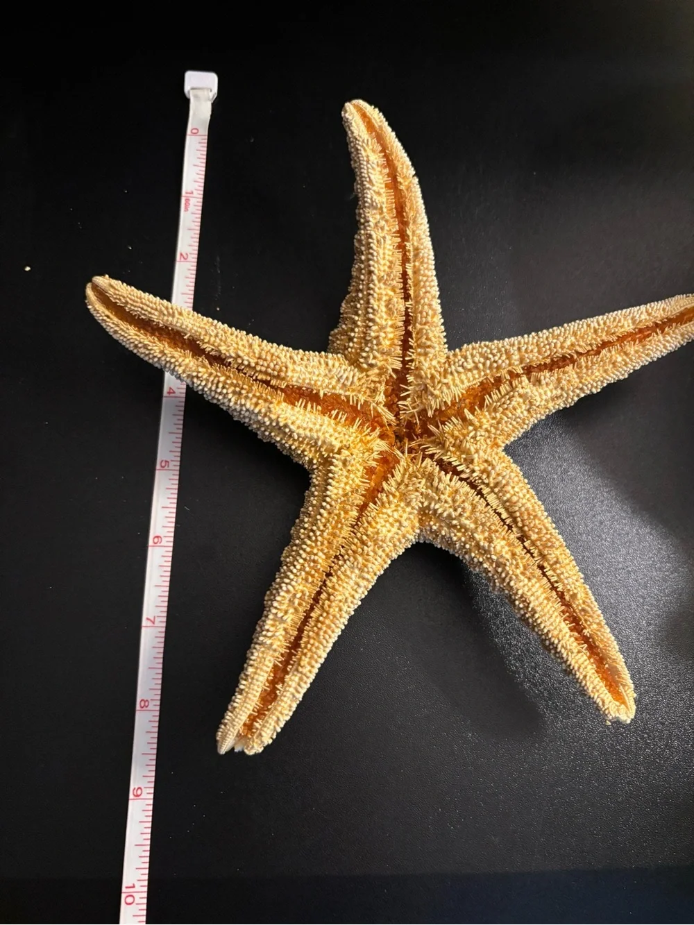 Starfish Pair - Blue & Natural Tan Coastal Accents - Picture 5 of 6